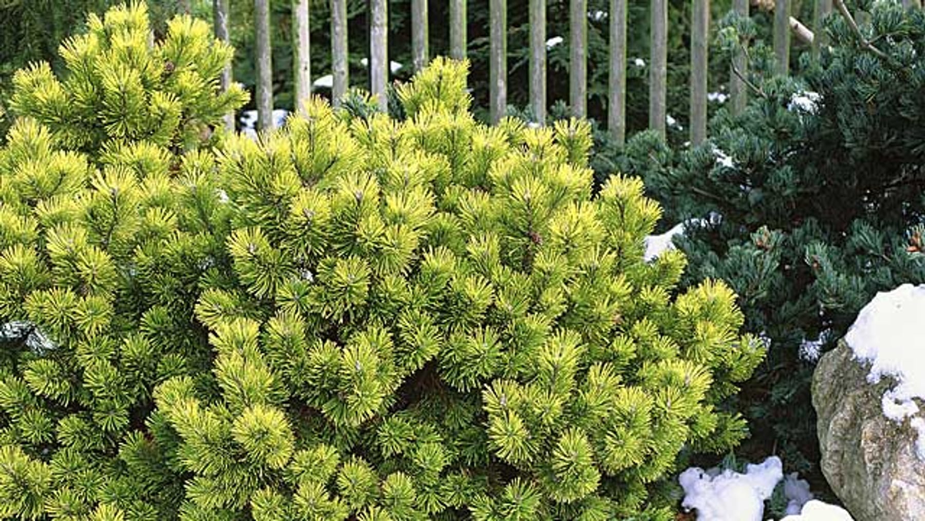 Latschenkiefer Üppiger Nadelbaum und Heilpflanze für den Garten