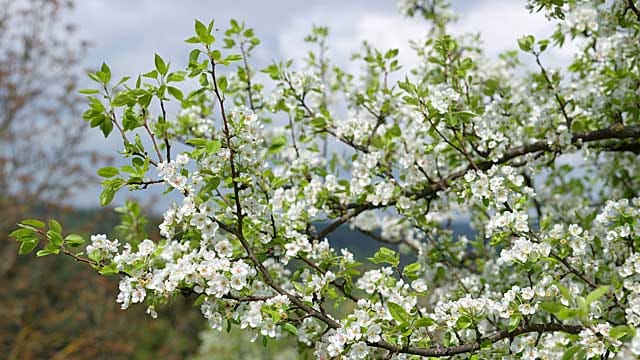 Für reiche Ernte sollte man den Birnbaum regelmäßig schneiden.