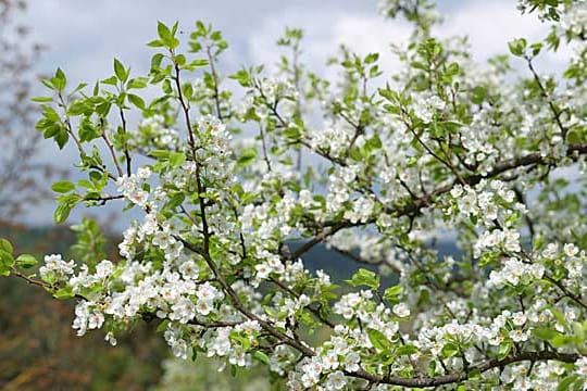 Für reiche Ernte sollte man den Birnbaum regelmäßig schneiden.