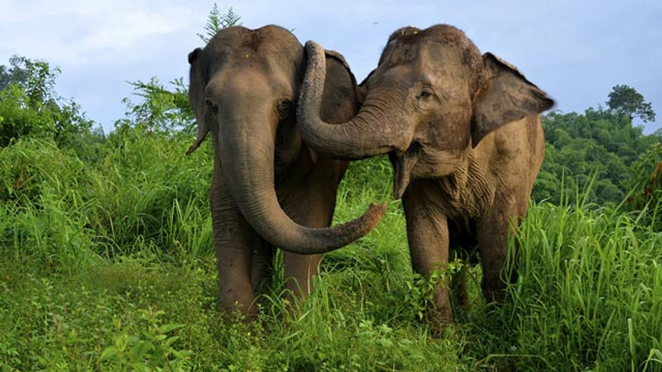 Asiatische Elefanten trösten gestresste Artgenossen, indem sie mit ihnen kuscheln.