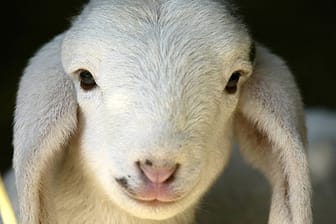 Alte Bauernregel: Was bedeutet Schafskälte?