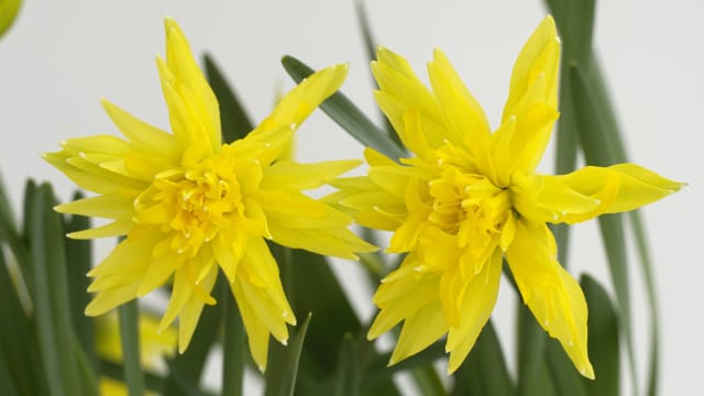 Die Narzisse Rip van Winkle besticht durch ihre stark gefüllte Blüte