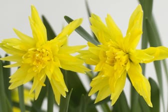 Die Narzisse Rip van Winkle besticht durch ihre stark gefüllte Blüte