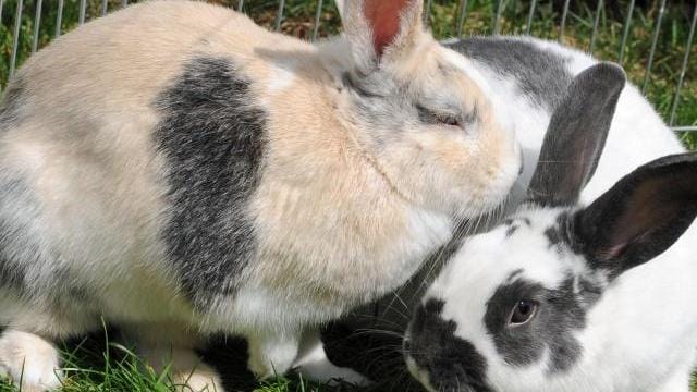 Niesen und eine laufende Nase: Hat ein Kaninchen Schnupfen, hilft Inhalation.