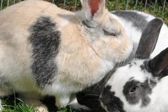Niesen und eine laufende Nase: Hat ein Kaninchen Schnupfen, hilft Inhalation.
