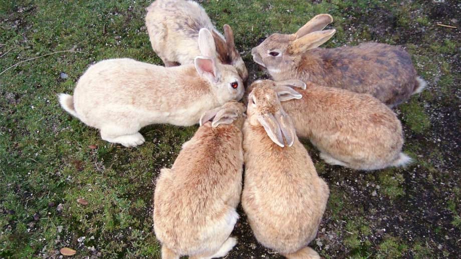 Inzwischen gibt es mehr als 500 Kaninchen auf der Insel. Ganz so menschenscheu sind sie auch nicht. Für einen leckeren Snack laufen sie den Touristen hinterher und springen schon mal auf den Schoß.