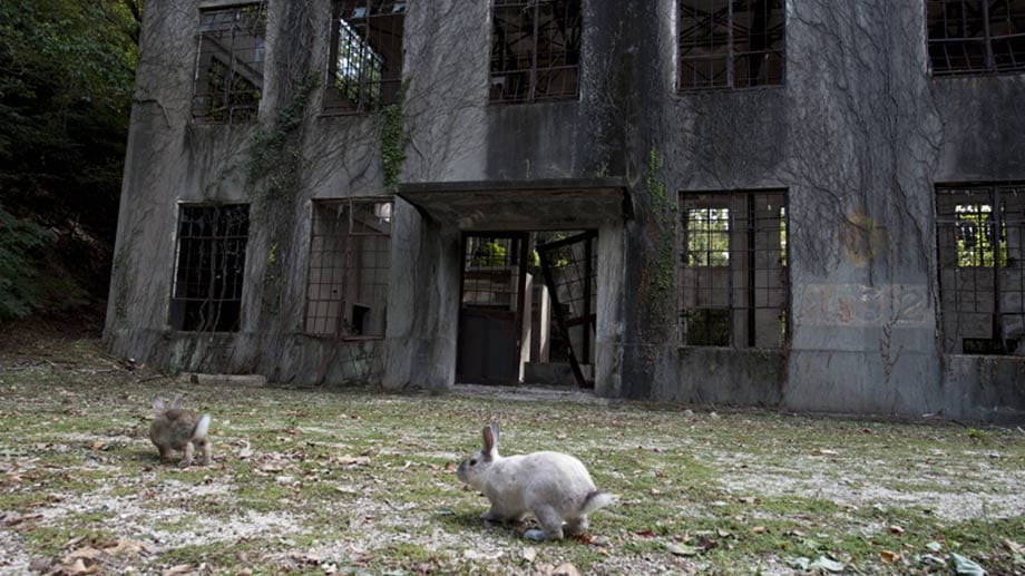An die schreckliche Vergangenheit erinnern die heruntergekommen Gebäude. Im Vordergrund gut zu sehen sind allerdings die Träger einer besseren Zukunft - die kleinen, niedlichen Kaninchen.