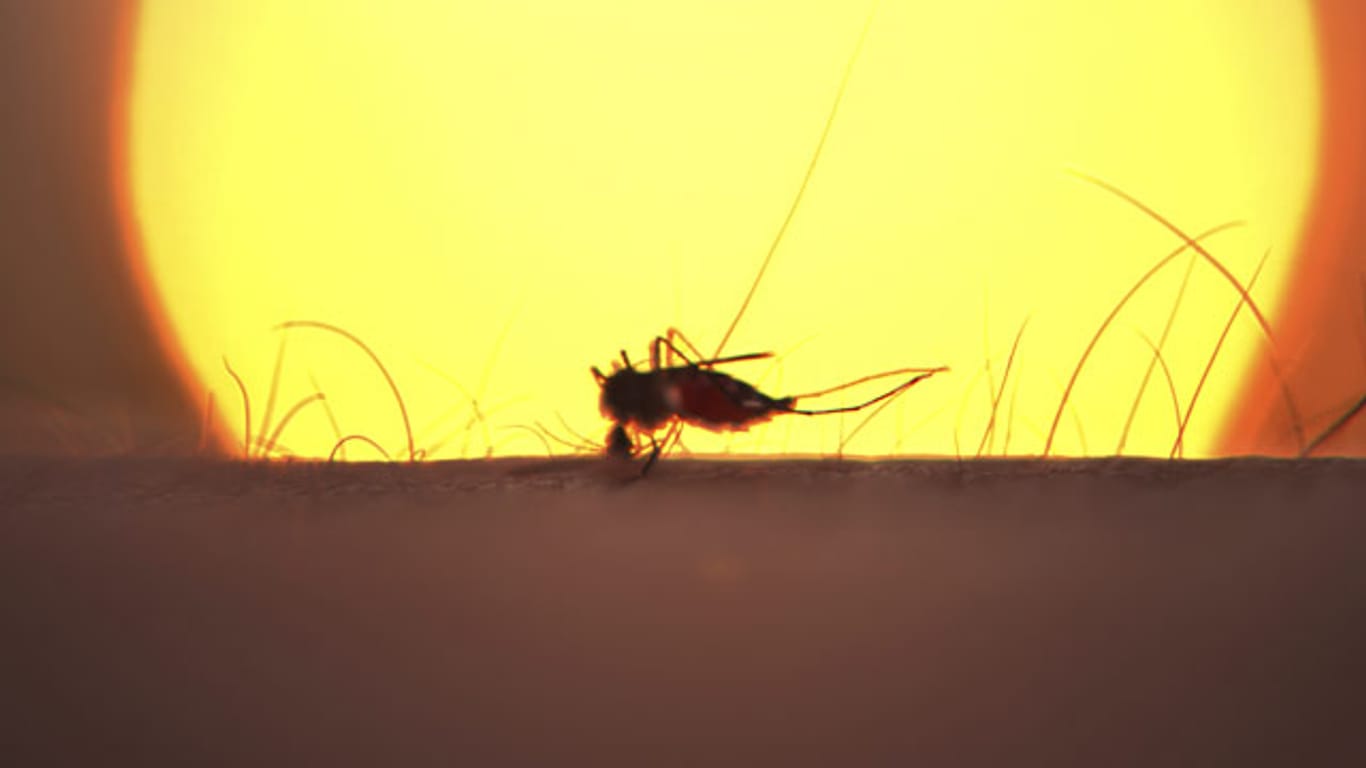 Malaria wird von Stechmücken vor allem in Afrika, Südamerika und Südostasien übertragen