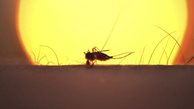 Malaria wird von Stechmücken vor allem in Afrika, Südamerika und Südostasien übertragen