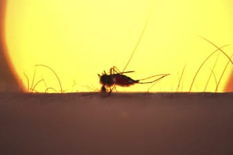 Malaria wird von Stechmücken vor allem in Afrika, Südamerika und Südostasien übertragen