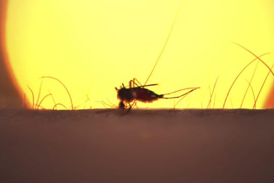 Malaria wird von Stechmücken vor allem in Afrika, Südamerika und Südostasien übertragen