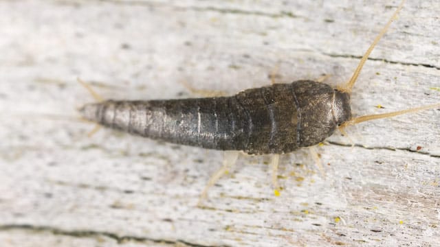 Silberfische lieben Küchen und Bäder, weil es dort meist sehr feucht und warm ist