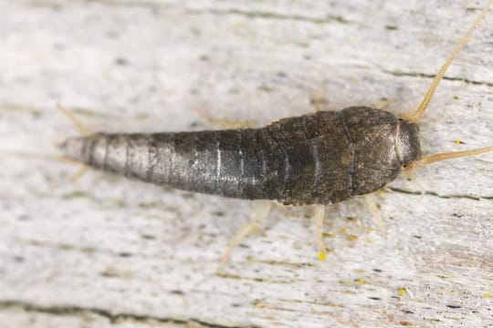 Silberfische lieben Küchen und Bäder, weil es dort meist sehr feucht und warm ist