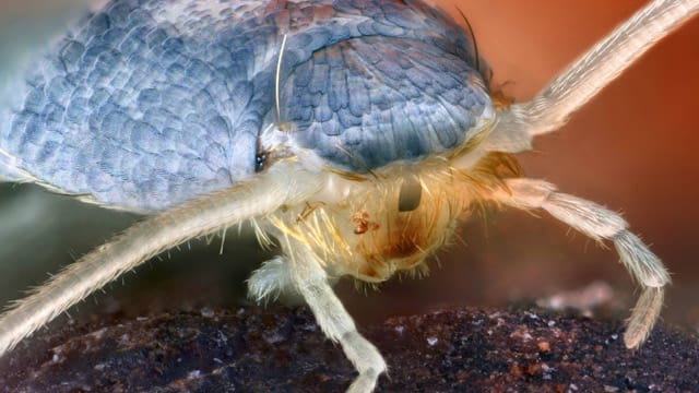 Silberfischchen gehören zu den Urinsekten