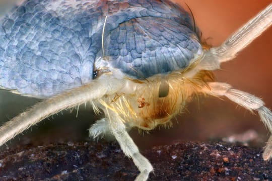 Silberfischchen gehören zu den Urinsekten