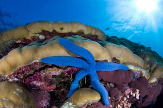 Sieht aus wie künstlich, ist es aber nicht: Der Blaue Seestern ist typisch für die Unterwasserwelt rund um Fidschi.