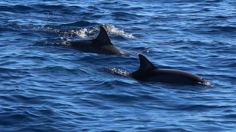 Begleiter bei der Bootsfahrt: Delfine vor den Mamanuca Islands.