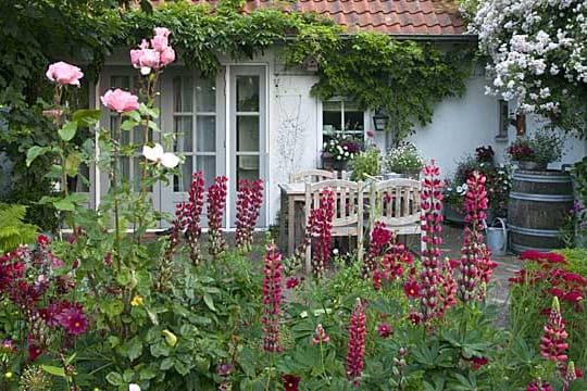 Rote Blumen bringen Kontraste in den Garten.