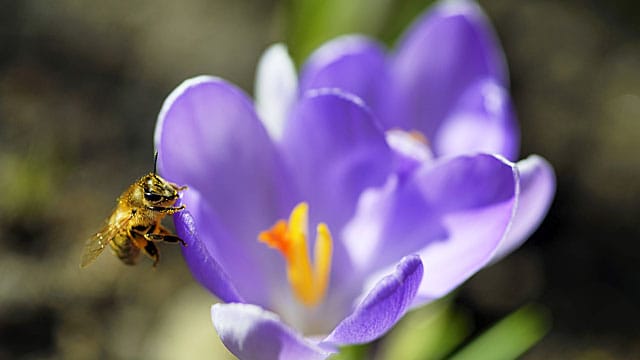 Krokusse blühen im Frühling.