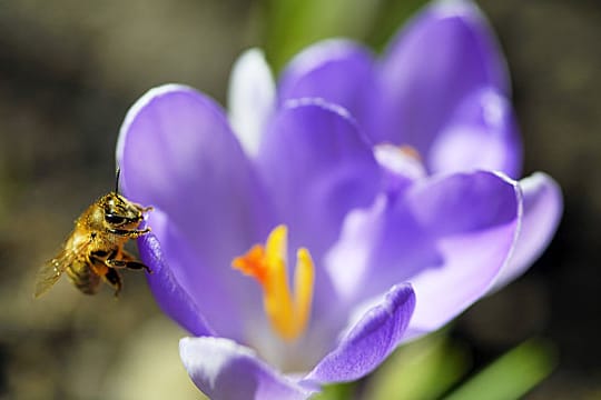 Krokusse blühen im Frühling.