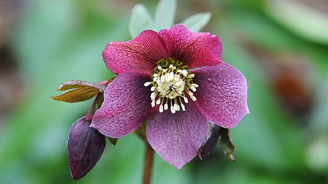 Die Lenzrose wird oft mit der Christrose verwechselt.