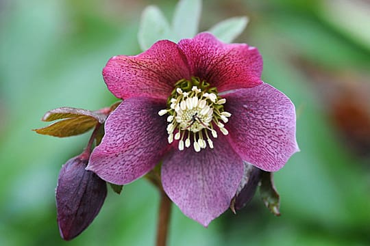 Die Lenzrose wird oft mit der Christrose verwechselt.