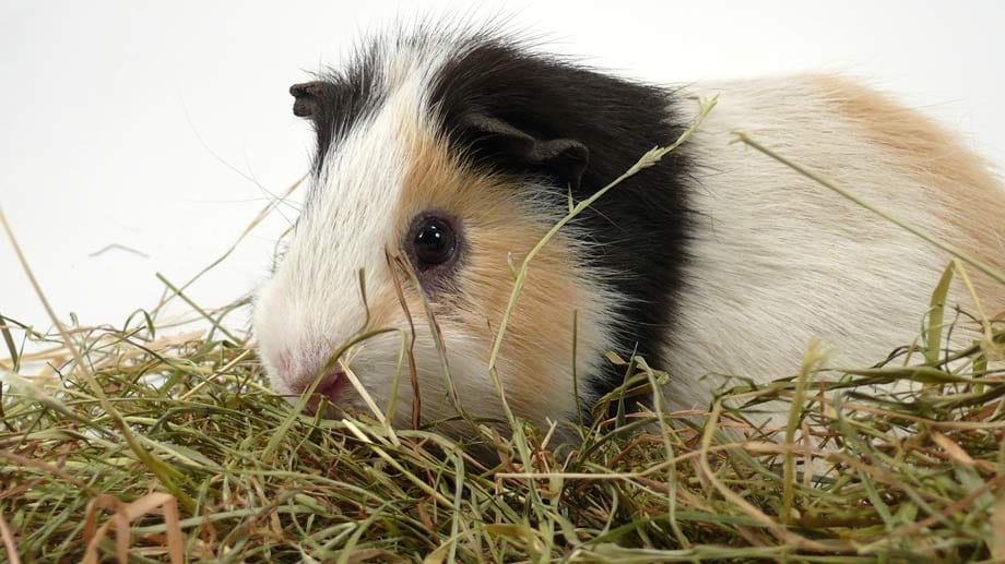 Meerschweinchen: Auch ein Meerschweinchen kann mal unter Bauchschmerzen leiden.