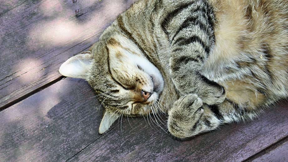 Katze: Übergewichtige Katzen nicht auf Nulldiät setzen.