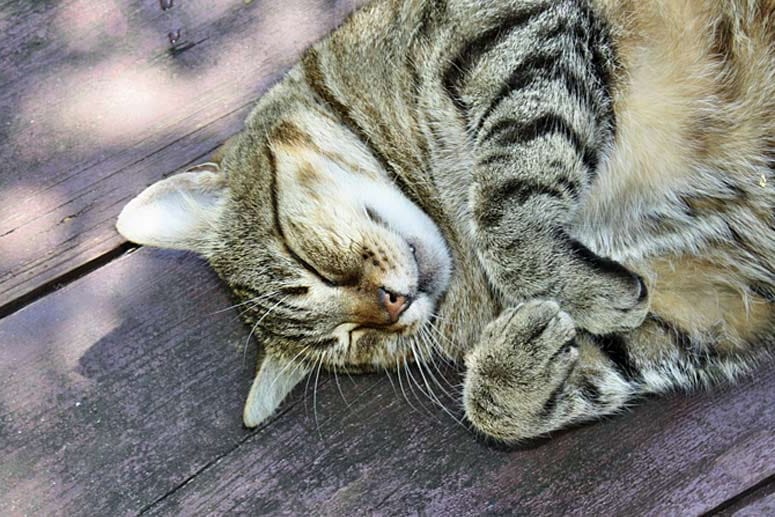 Katze: Übergewichtige Katzen nicht auf Nulldiät setzen.