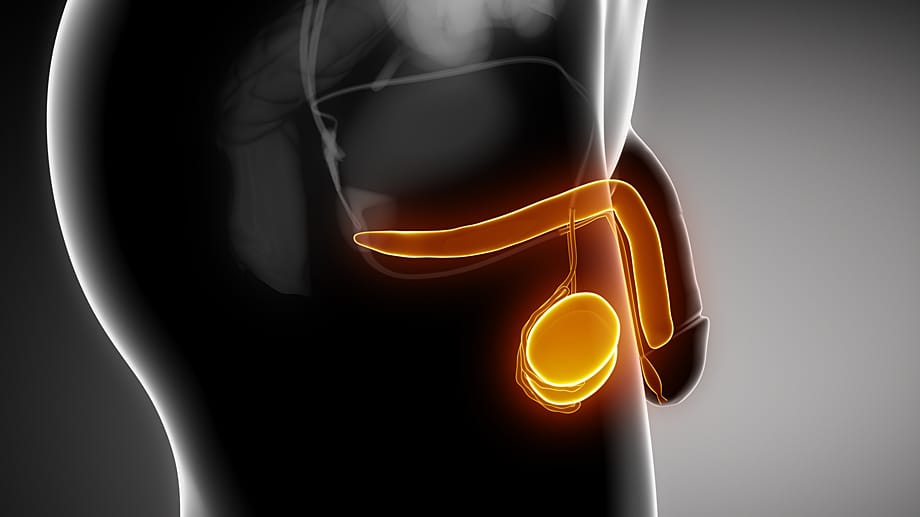 Die Hoden gehören zu den sensibelsten Zonen des männlichen Körpers. Durch regelmäßiges Abtasten lassen sich krankhafte Veränderungen früh erkennen.