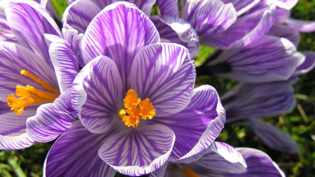 Frühlings- und Herbstkrokus unterscheiden sich in der Blütezeit