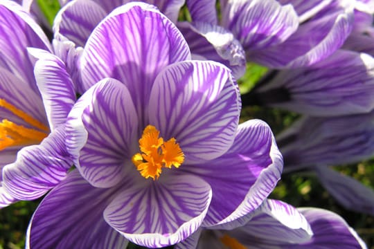 Frühlings- und Herbstkrokus unterscheiden sich in der Blütezeit