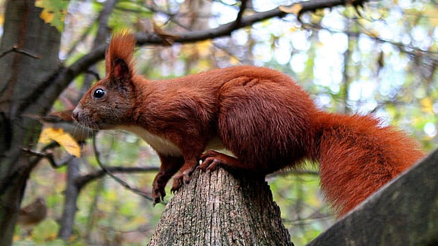 Eichhörnchen nisten gerne in Blumenkästen.