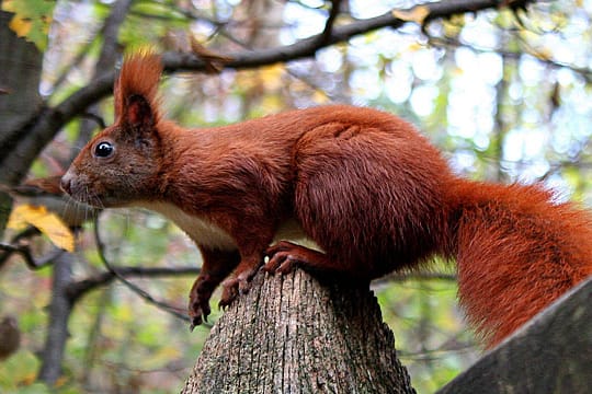 Eichhörnchen nisten gerne in Blumenkästen.