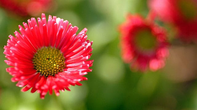 Das Tausendschön (Bellis) blüht im Frühjahr.