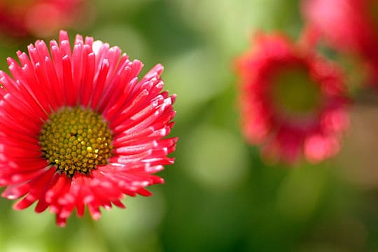 Das Tausendschön (Bellis) blüht im Frühjahr.