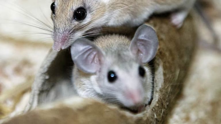 Mäuse: Stachelmäuse sind nicht für jeden geeignet.