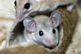 Mäuse: Stachelmäuse sind nicht für jeden geeignet.