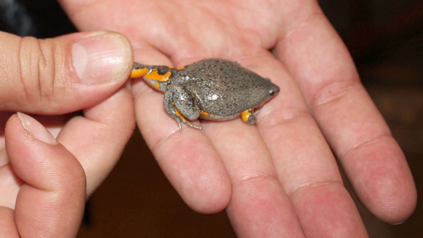 "Camilo IV" gehört zur Familie der Froschlurche. Der Minifrosch ist vor allem in tropischen und subtropischen Regionen beheimatet.