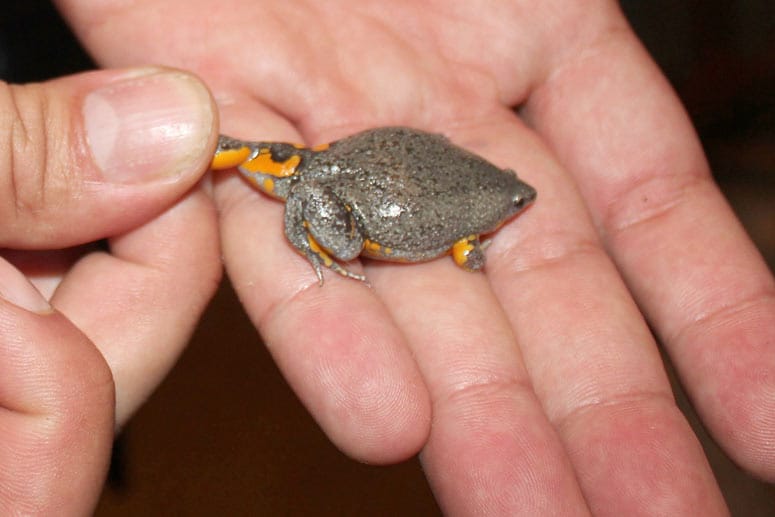 "Camilo IV" gehört zur Familie der Froschlurche. Der Minifrosch ist vor allem in tropischen und subtropischen Regionen beheimatet.