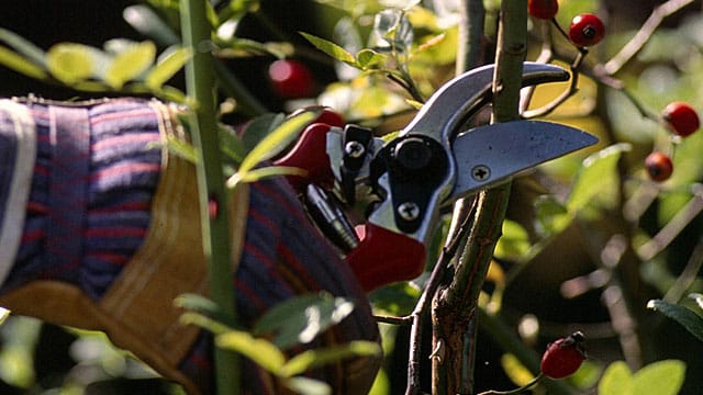 Im Frühjahr sollte man Rosen schneiden.