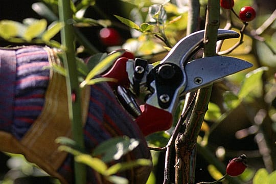 Im Frühjahr sollte man Rosen schneiden.