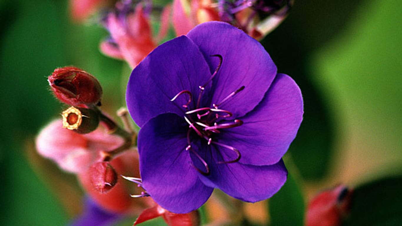 Die Blüten der Tibouchina leuchten in Purpurrot oder Violett.