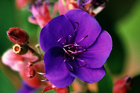 Die Blüten der Tibouchina leuchten in Purpurrot oder Violett.