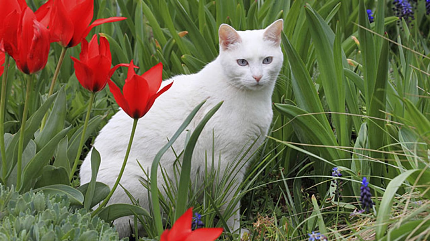 Tulpen und Narzissen sind giftig für Katzen.