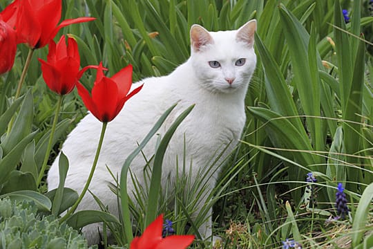 Tulpen und Narzissen sind giftig für Katzen.