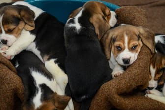 Hundewelpen: Der illegale Handel mit Welpen nimmt immer mehr zu.