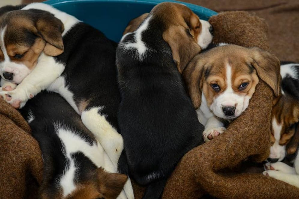 Hundewelpen: Der illegale Handel mit Welpen nimmt immer mehr zu.