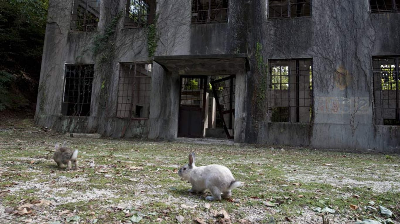 Die japanische Insel Okunoshima ist auch als Kaninchen-Eiland bekannt.