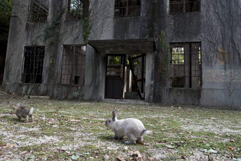 Die japanische Insel Okunoshima ist auch als Kaninchen-Eiland bekannt.